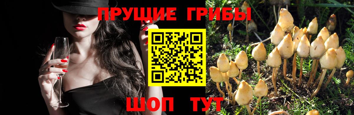 Псилоцибиновые грибы Magic Shrooms Дальнегорск